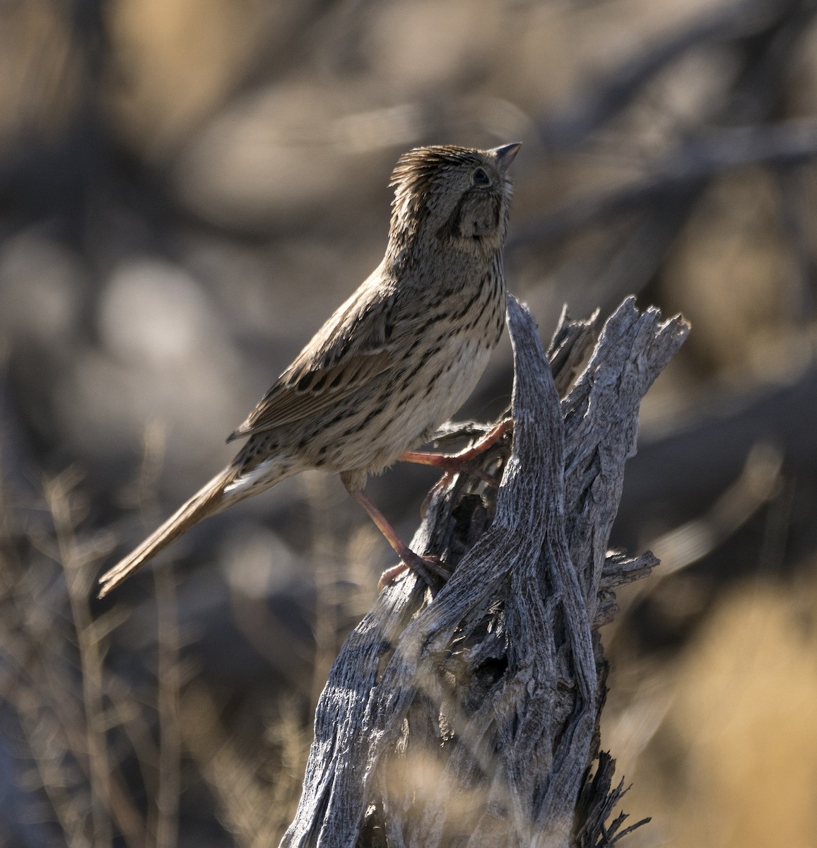 Lincoln's Sparrow - ML86509261