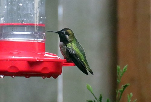 Anna's Hummingbird - ML86509331