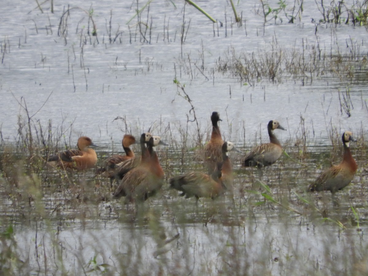 Fulvous Whistling-Duck - Silvia Enggist