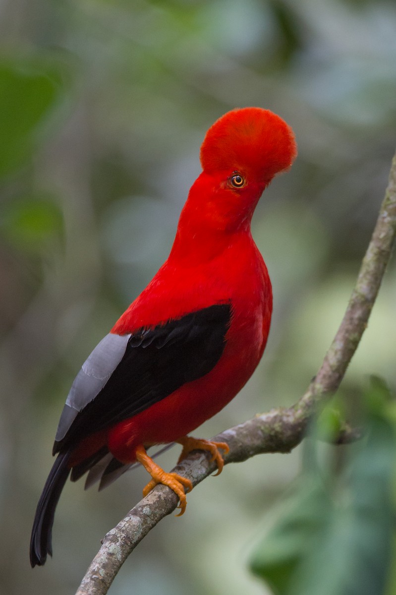 Gallito de las Rocas Peruano - ML86511001