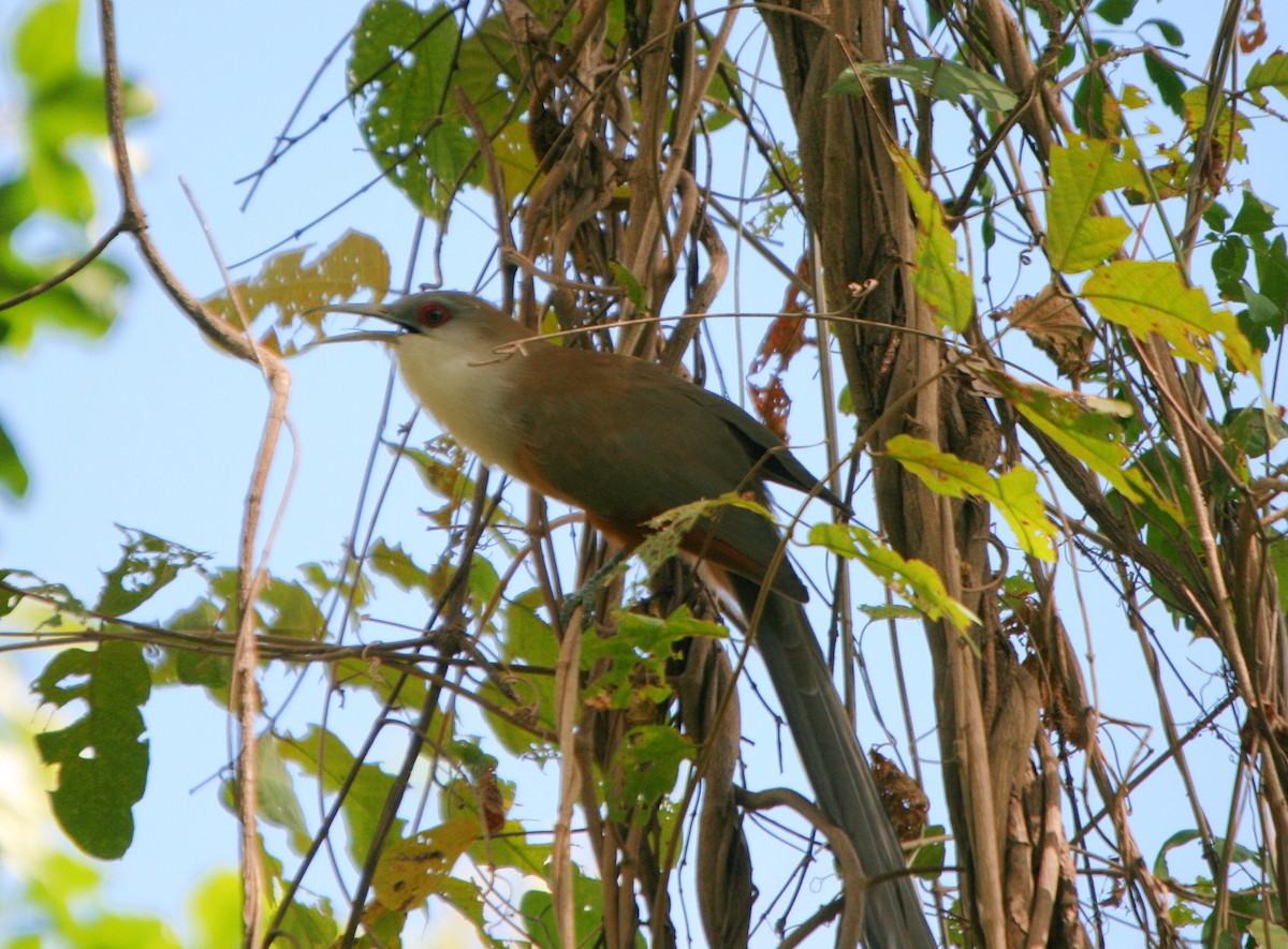 Great Lizard-Cuckoo - ML86511431