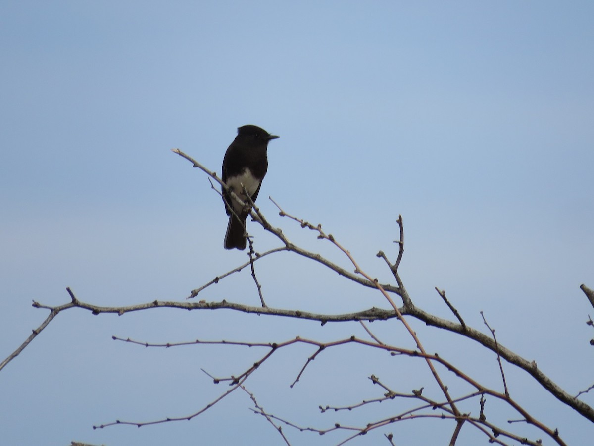 Black Phoebe - ML86511901