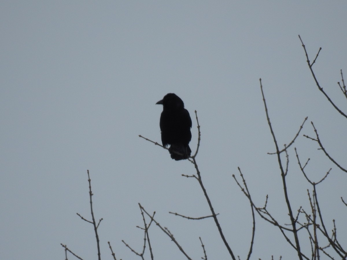 American Crow - ML86515681