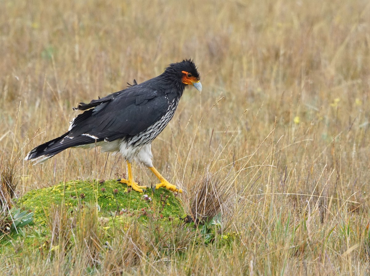 Carunculated Caracara - Michael Smith