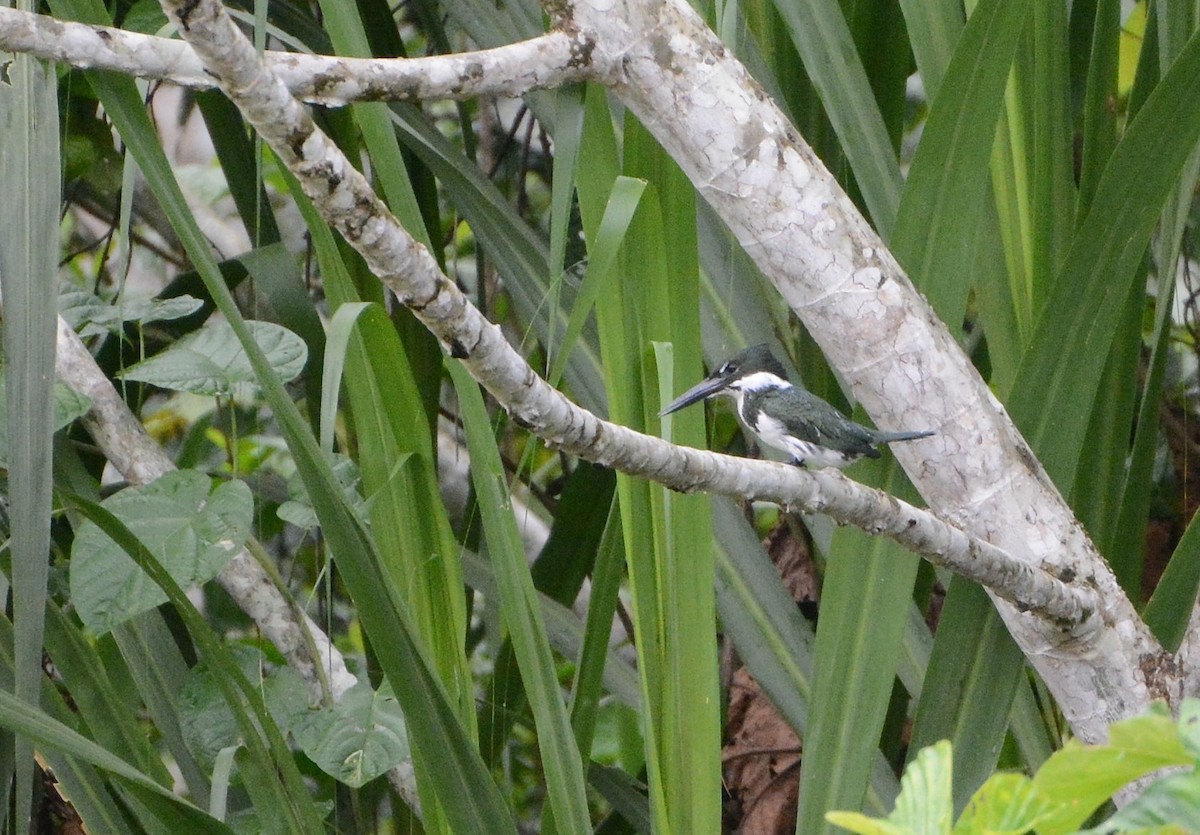 Amazon Kingfisher - ML86518381