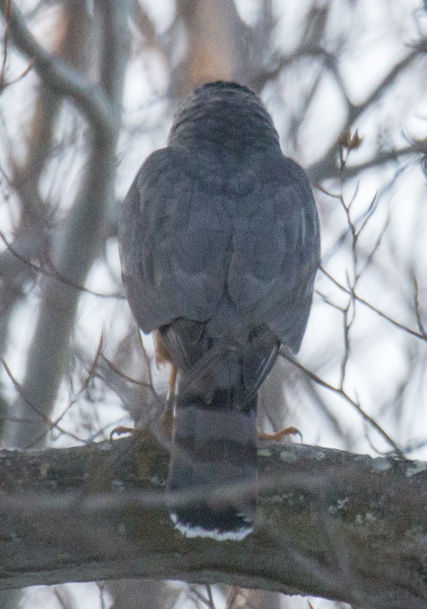 Cooper's Hawk - ML86518591