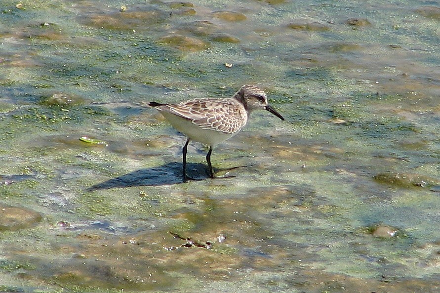 White-rumped Sandpiper - ML86519371