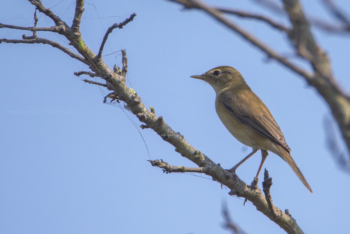 Booted Warbler - ML86521061