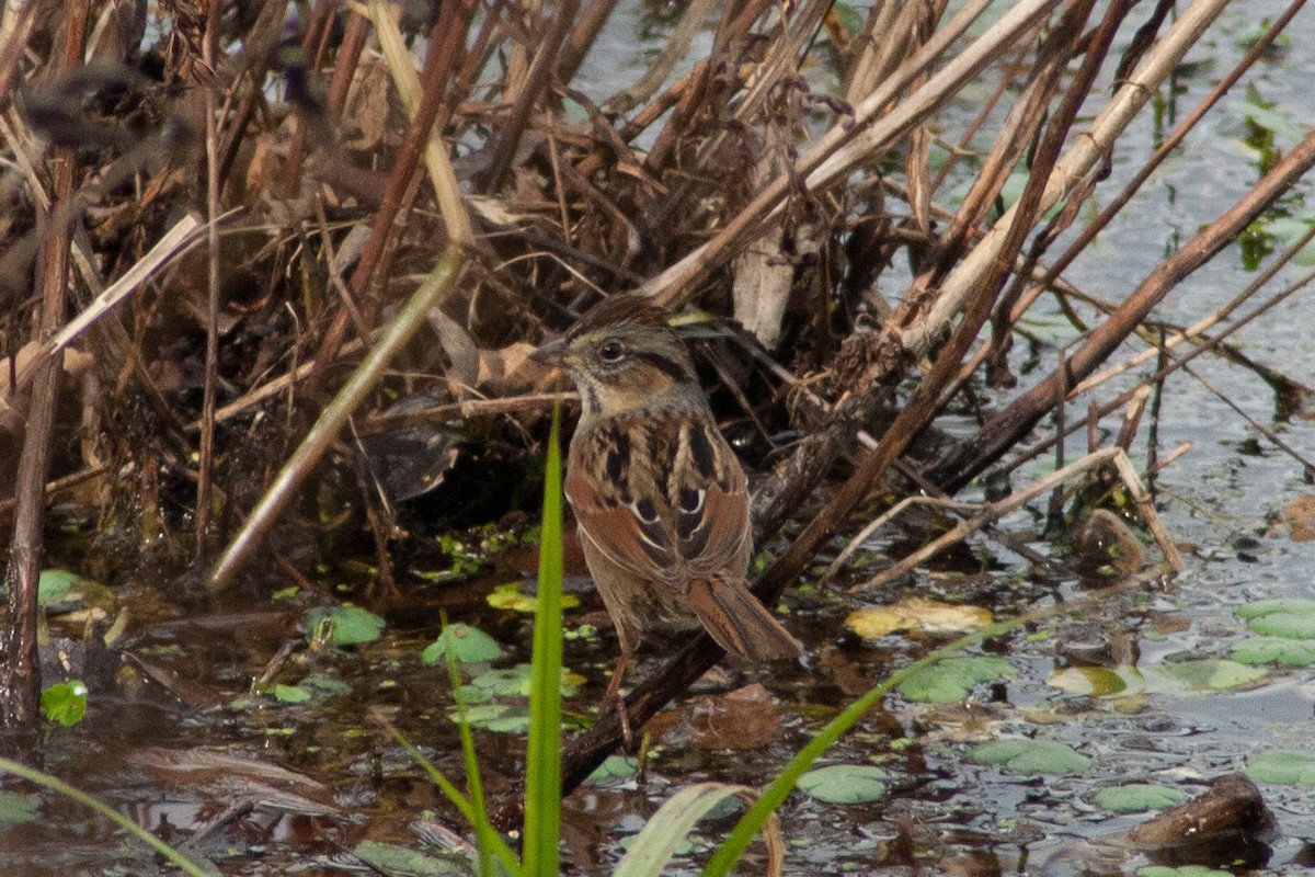 Swamp Sparrow - ML86521551