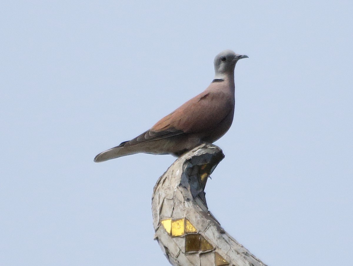 Red Collared-Dove - ML86523221