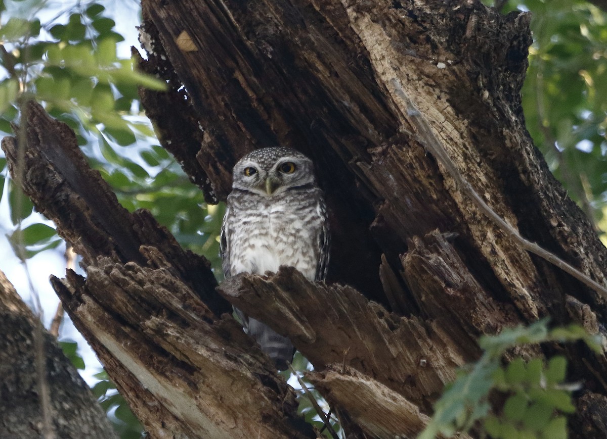 Spotted Owlet - ML86523501