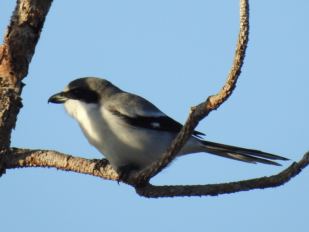 eBird Checklist - 18 Feb 2018 - Scherer Thaxton Preserve - 10 species ...