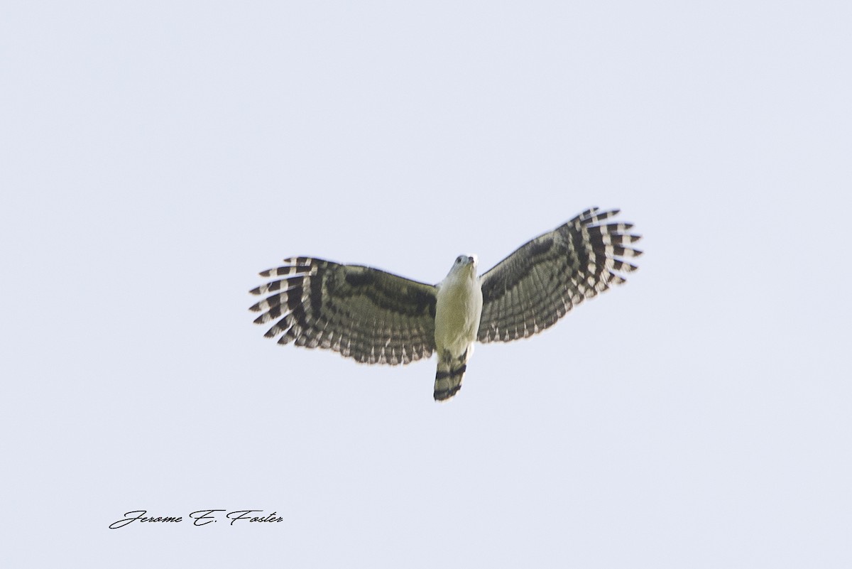 Gray-headed Kite - ML86527971