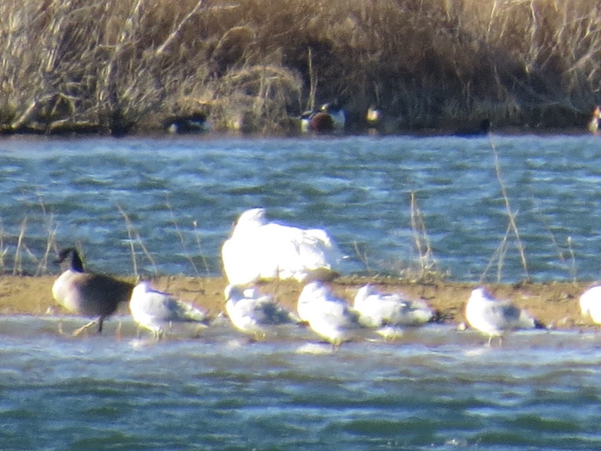 American White Pelican - ML86529261