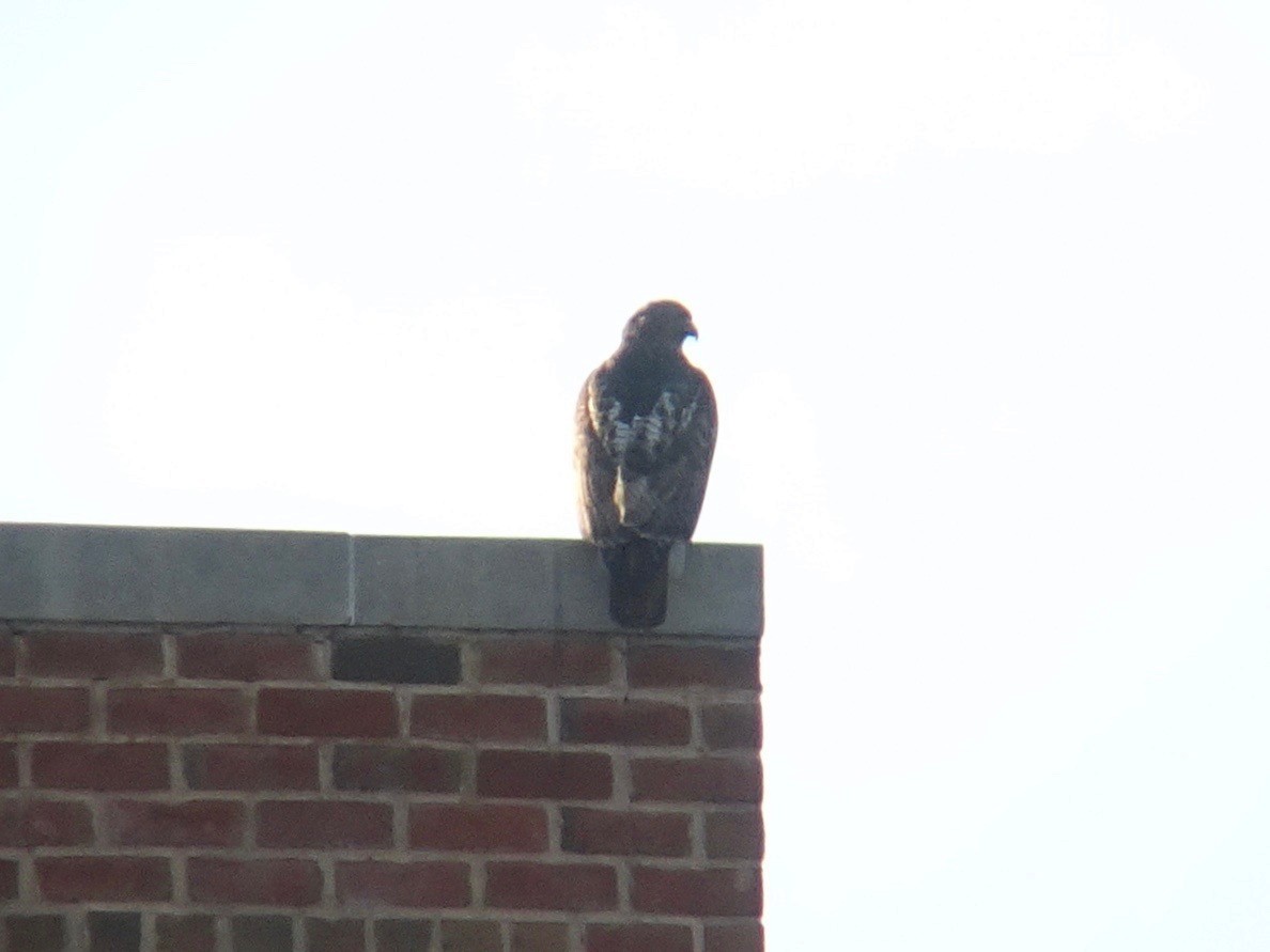 Red-tailed Hawk - ML86529971