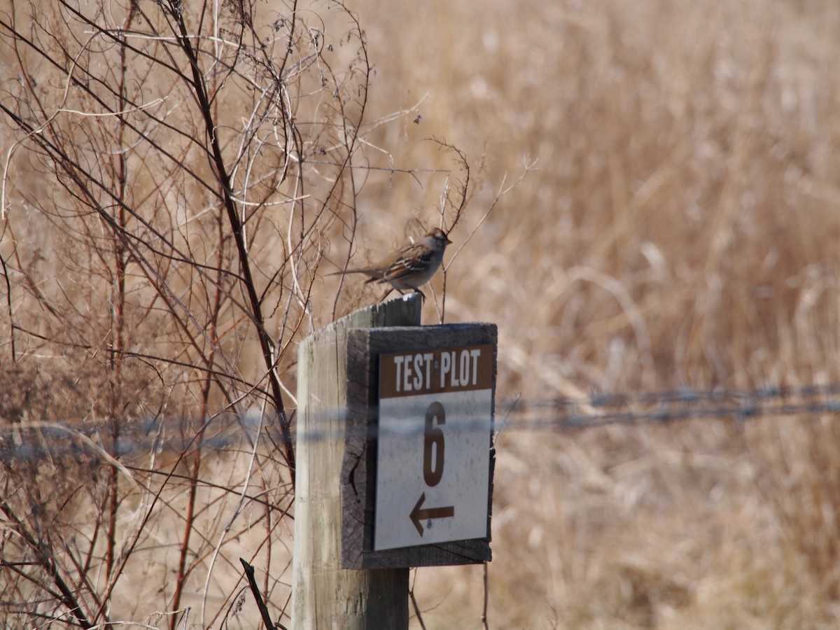 White-crowned Sparrow - ML86532341