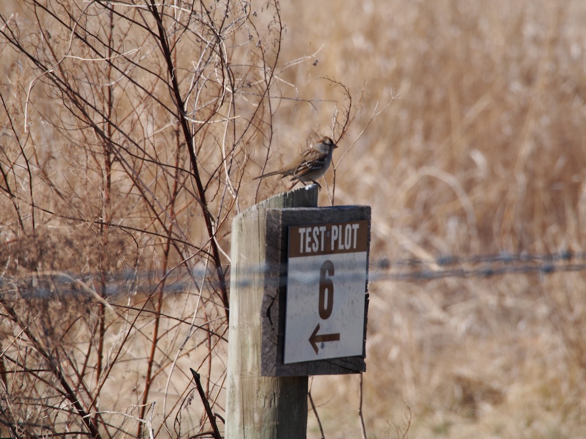 White-crowned Sparrow - ML86532361