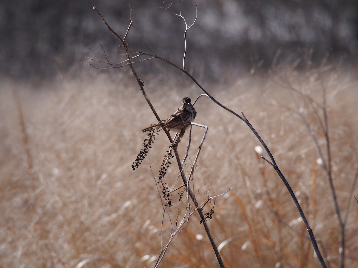 Song Sparrow - ML86532371