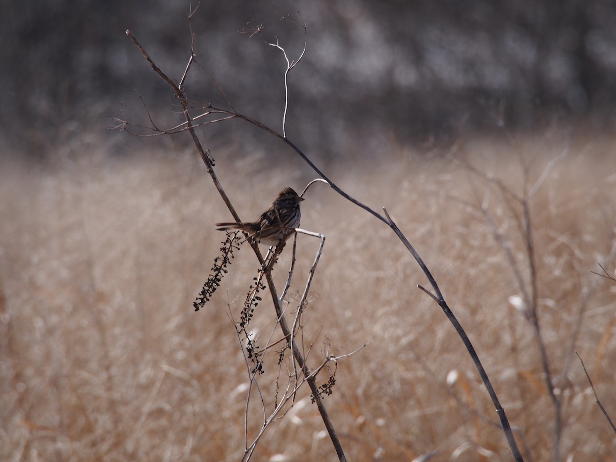 Song Sparrow - ML86532381