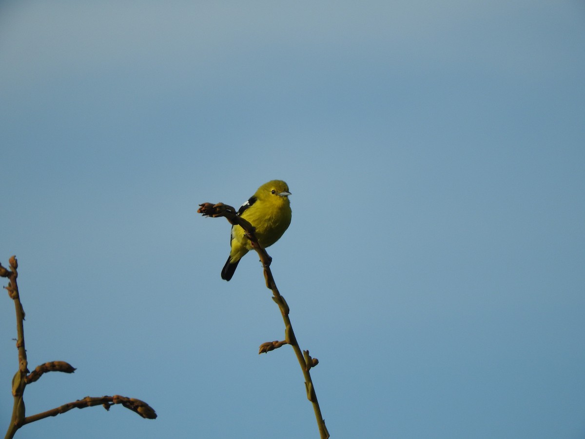 Common Iora - Chris Elphick