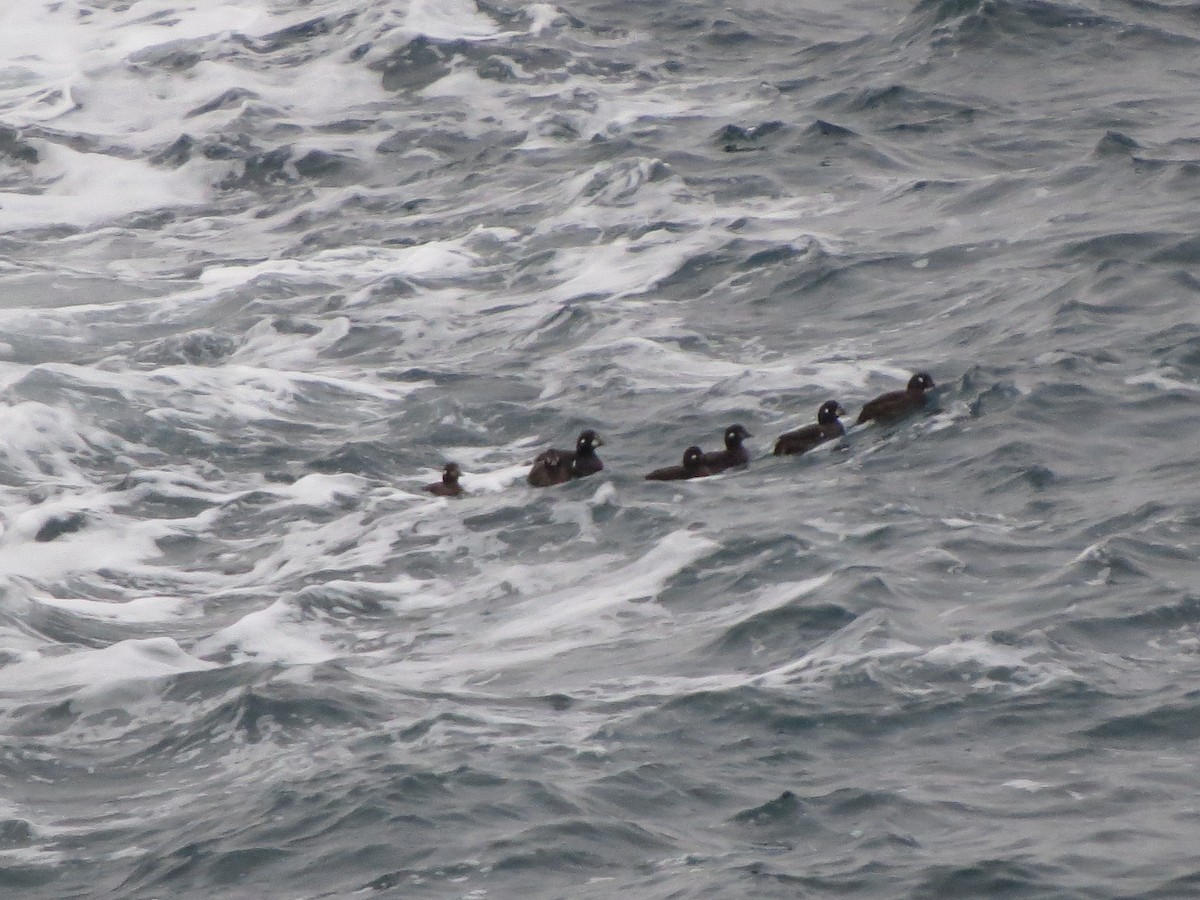 Harlequin Duck - ML86535071