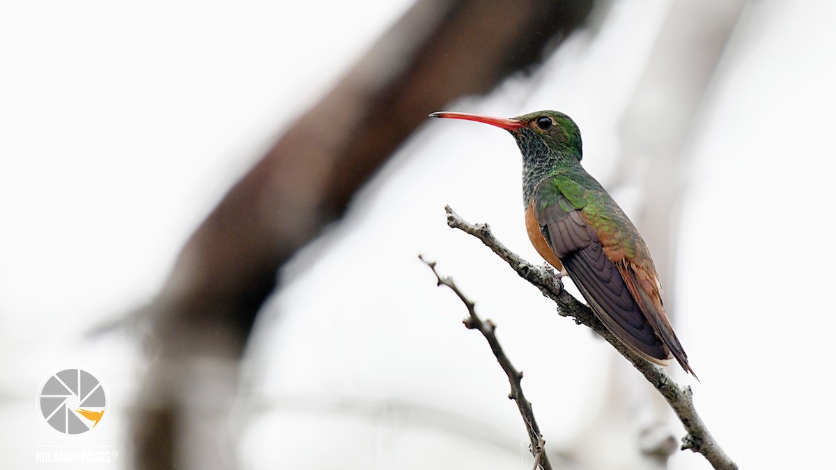 Buff-bellied Hummingbird - Rolando Tomas Pasos Pérez