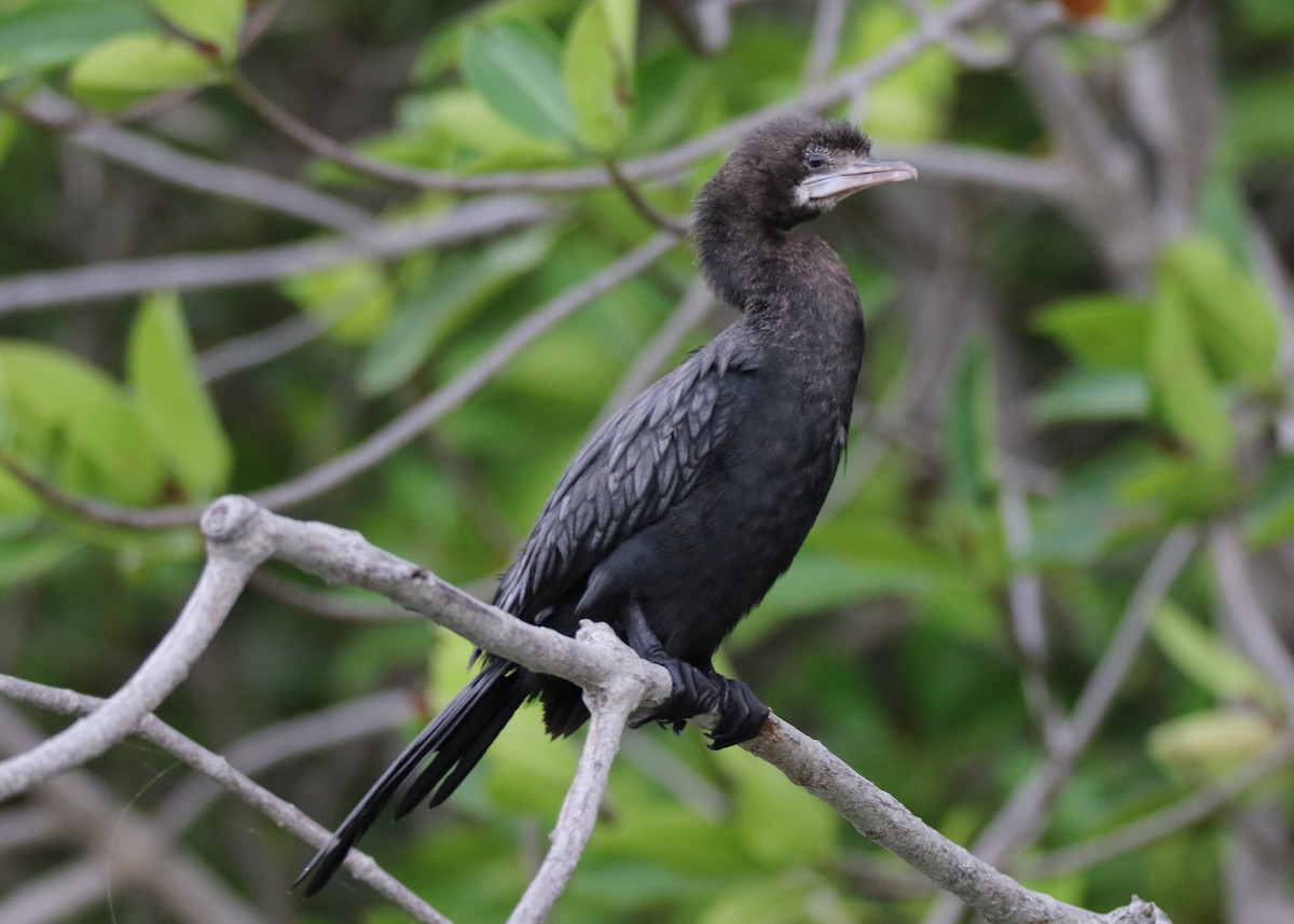 Little Cormorant - Louis Hoeniger