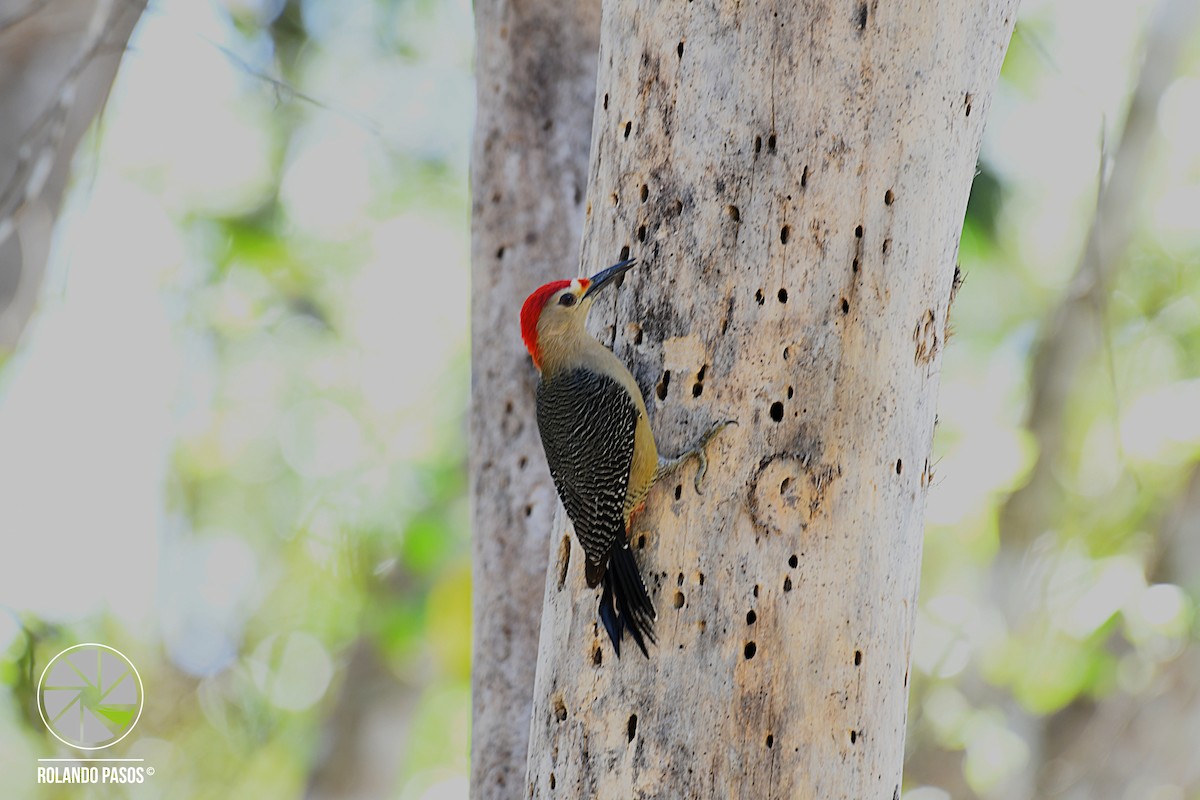 Golden-fronted Woodpecker - ML86539951