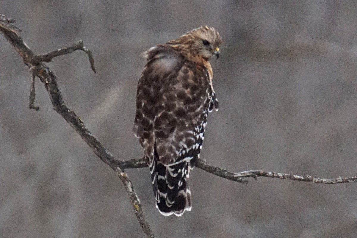Red-shouldered Hawk - ML86540001