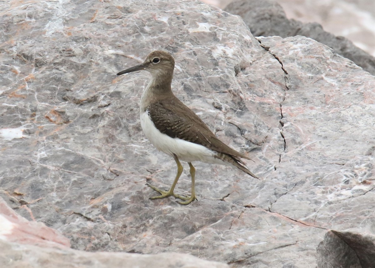 Common Sandpiper - Louis Hoeniger