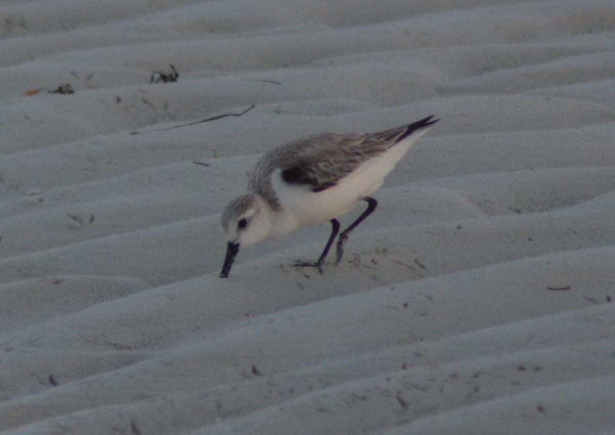 Bécasseau sanderling - ML86541731