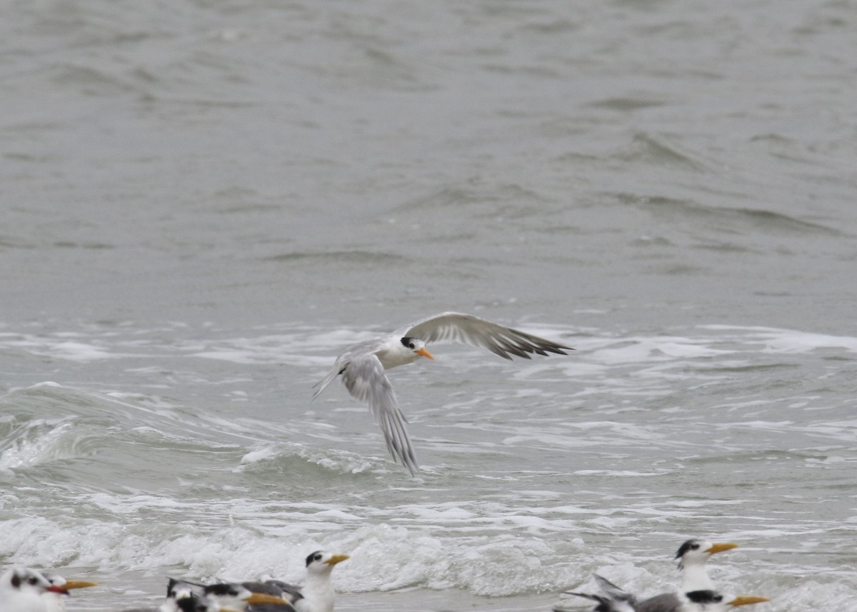 Lesser Crested Tern - ML86542021