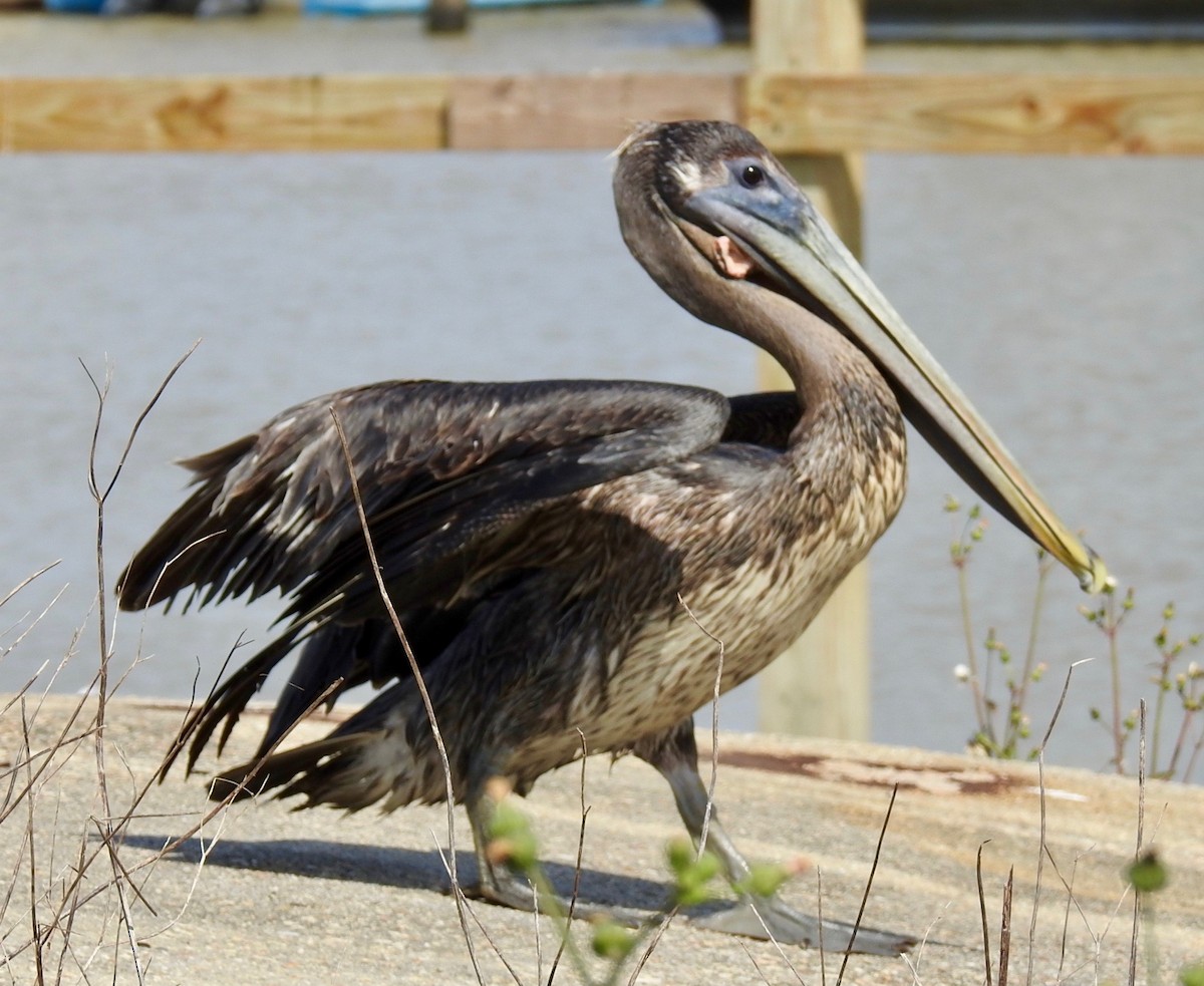 Brown Pelican - Van Remsen