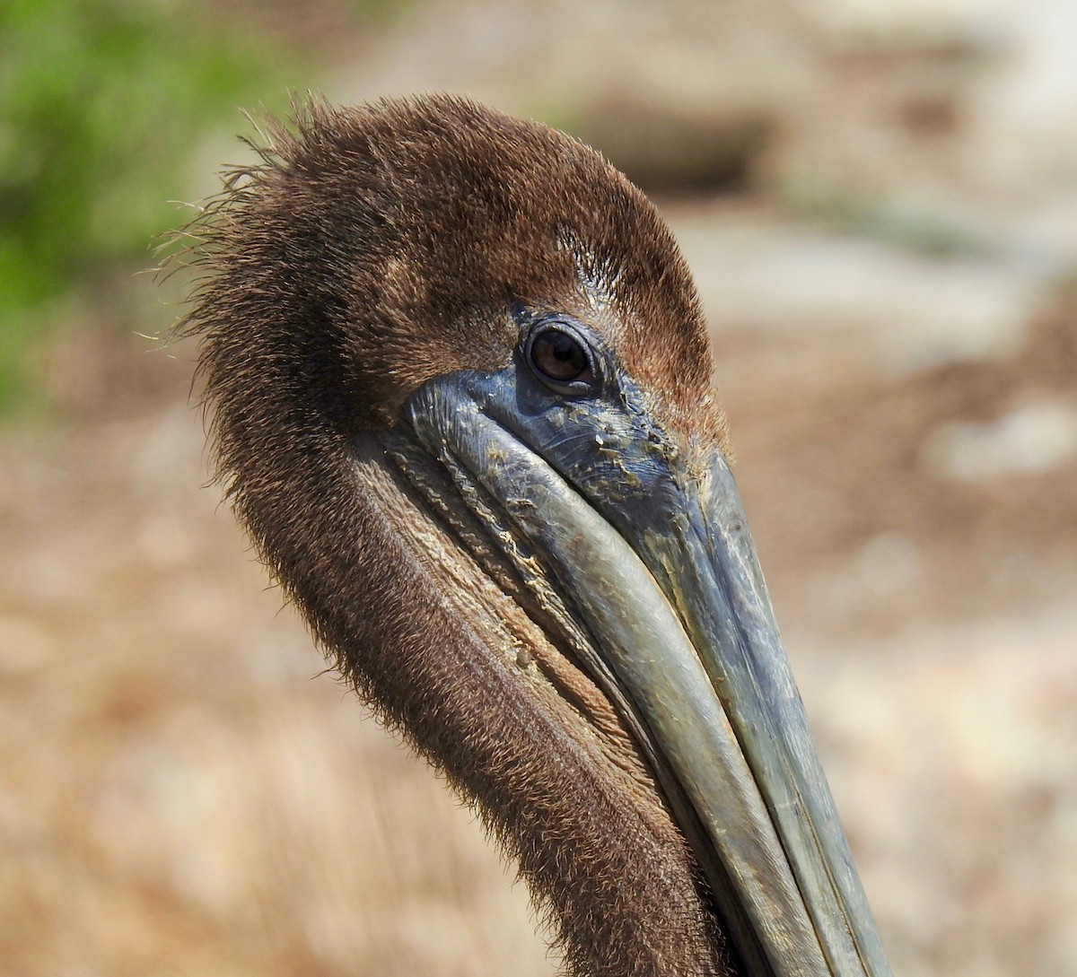 Brown Pelican - Van Remsen