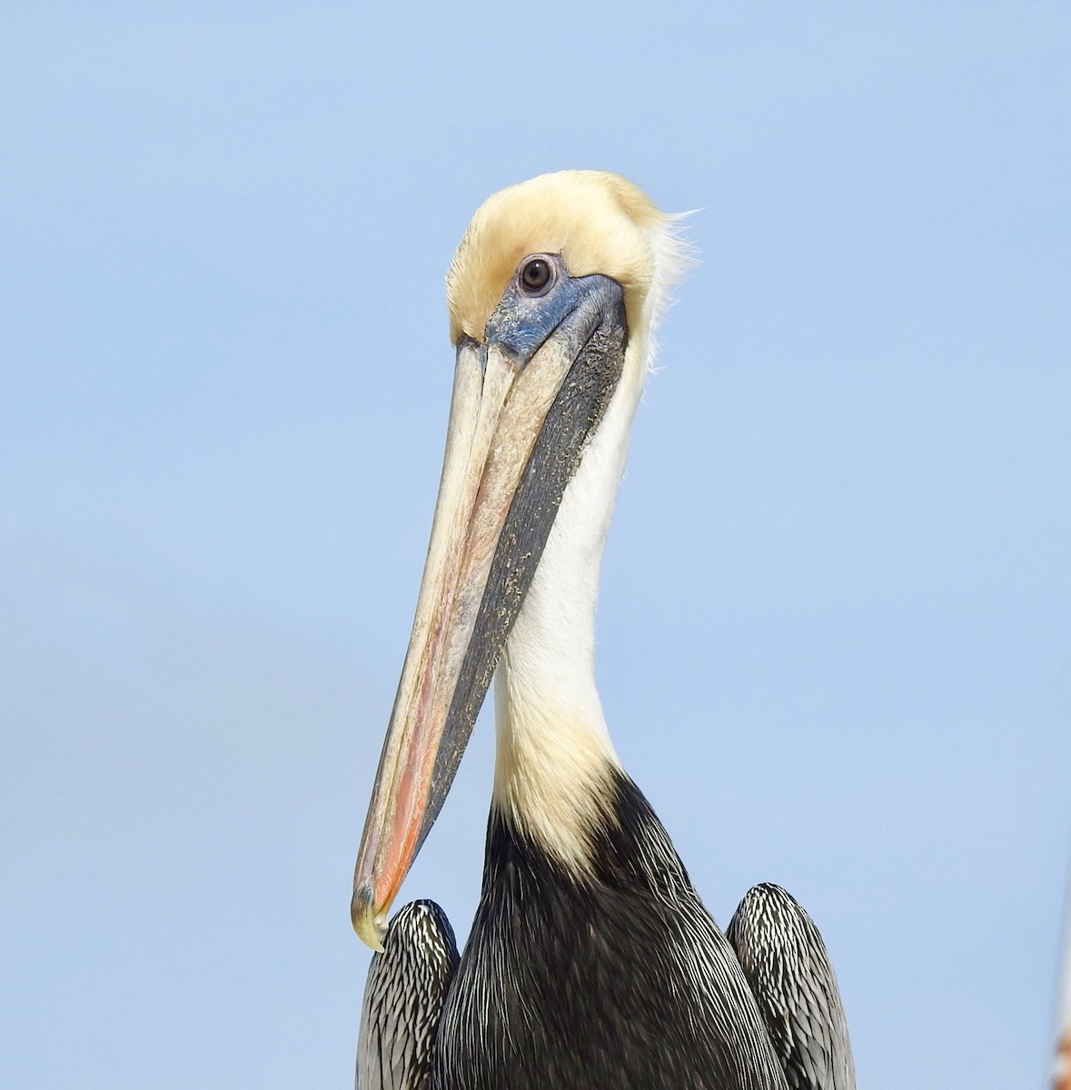 Brown Pelican - Van Remsen