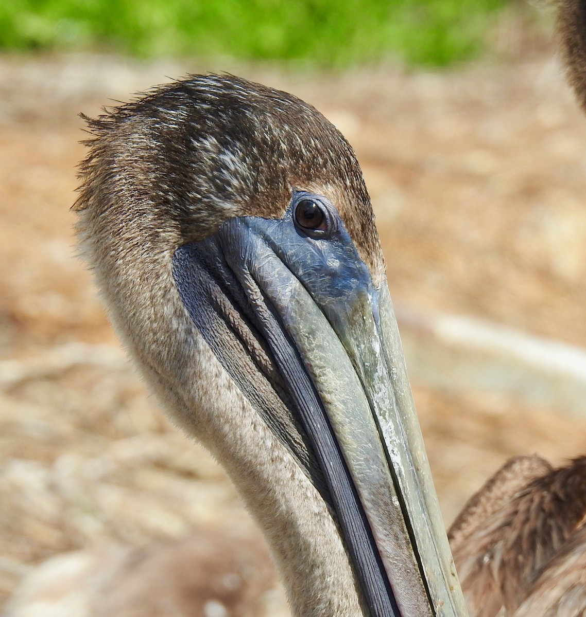 Brown Pelican - Van Remsen