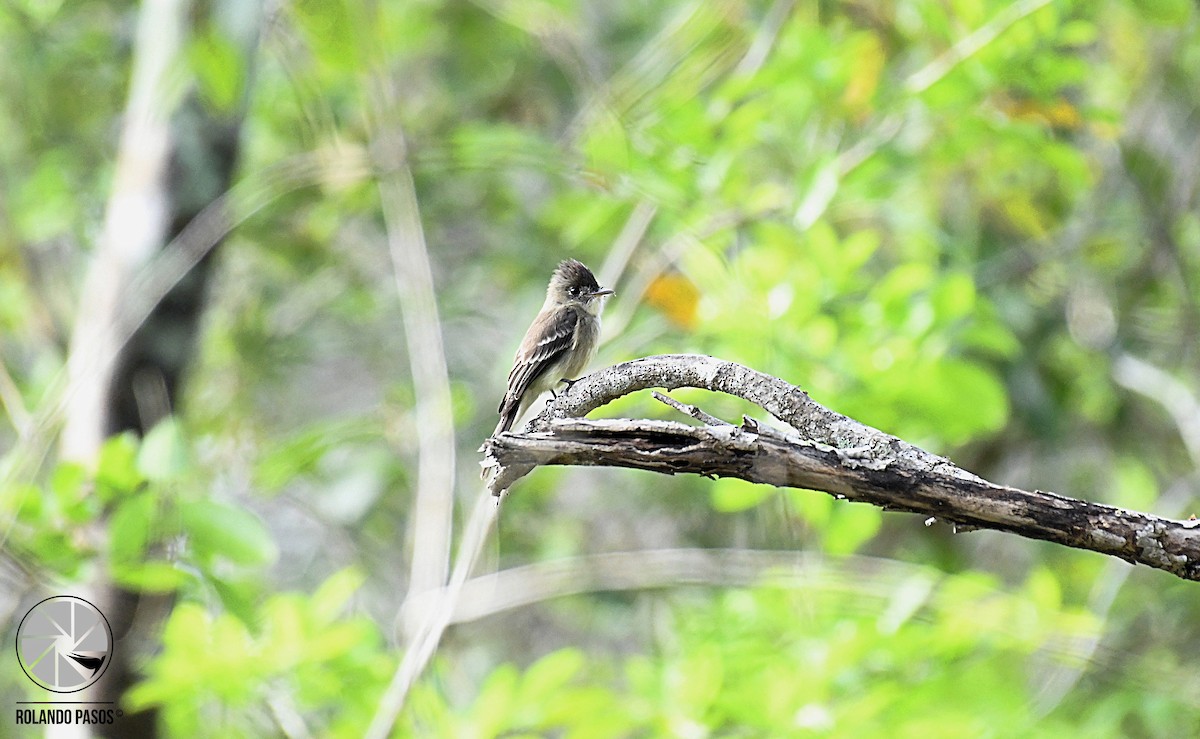 Northern Tropical Pewee - Rolando Tomas Pasos Pérez