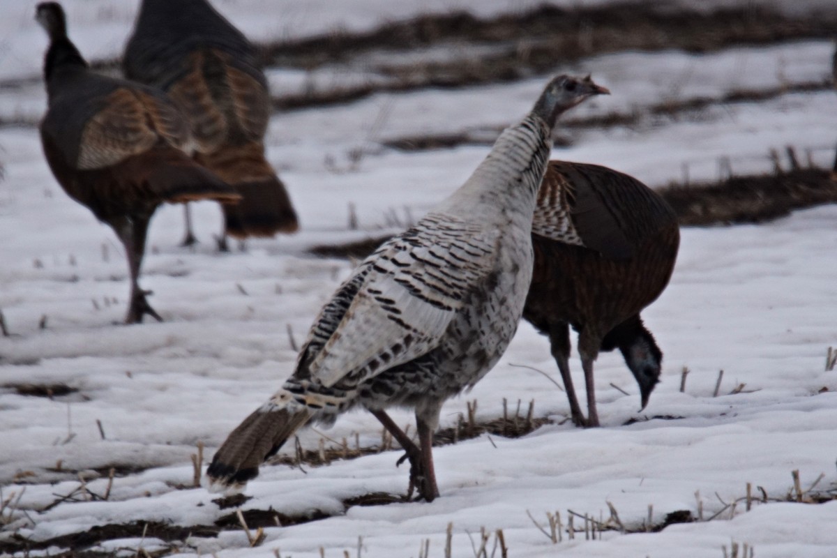 Tacchino selvatico - ML86542931