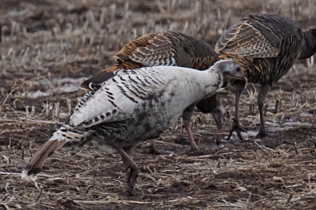 Wild Turkey - ML86543151