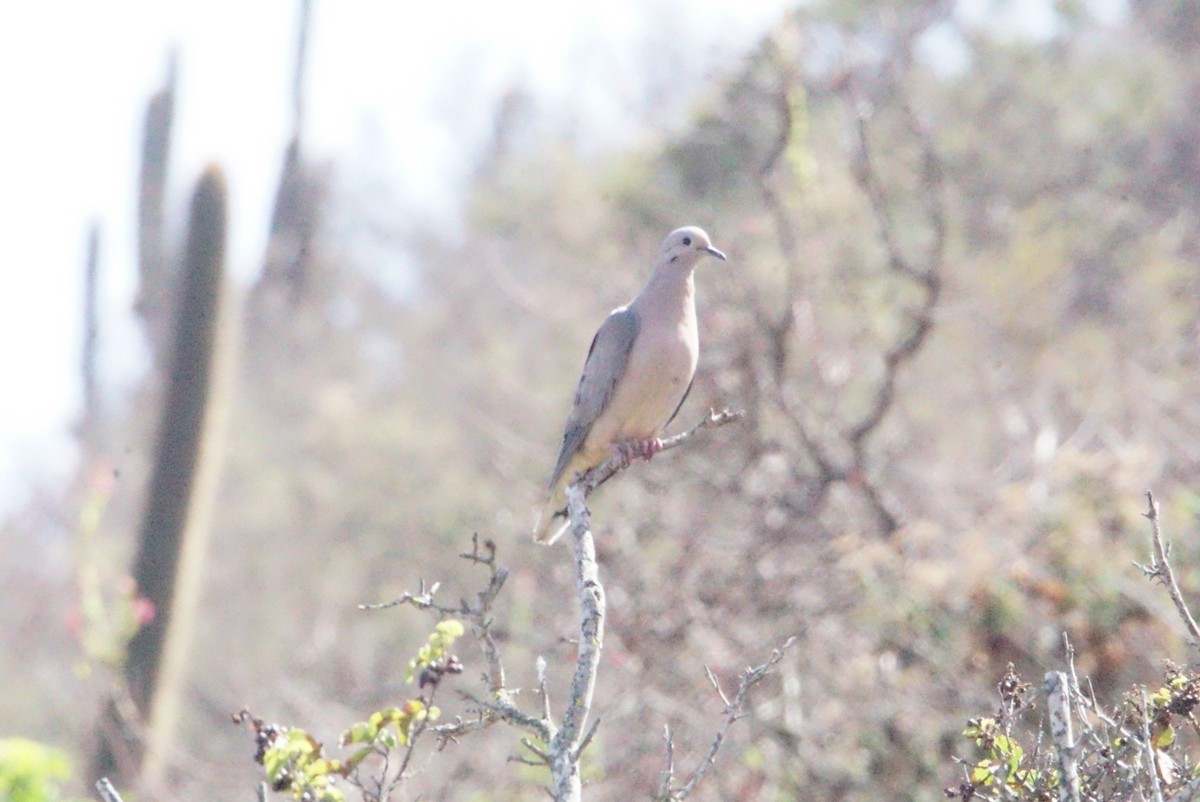 Eared Dove - ML86543311