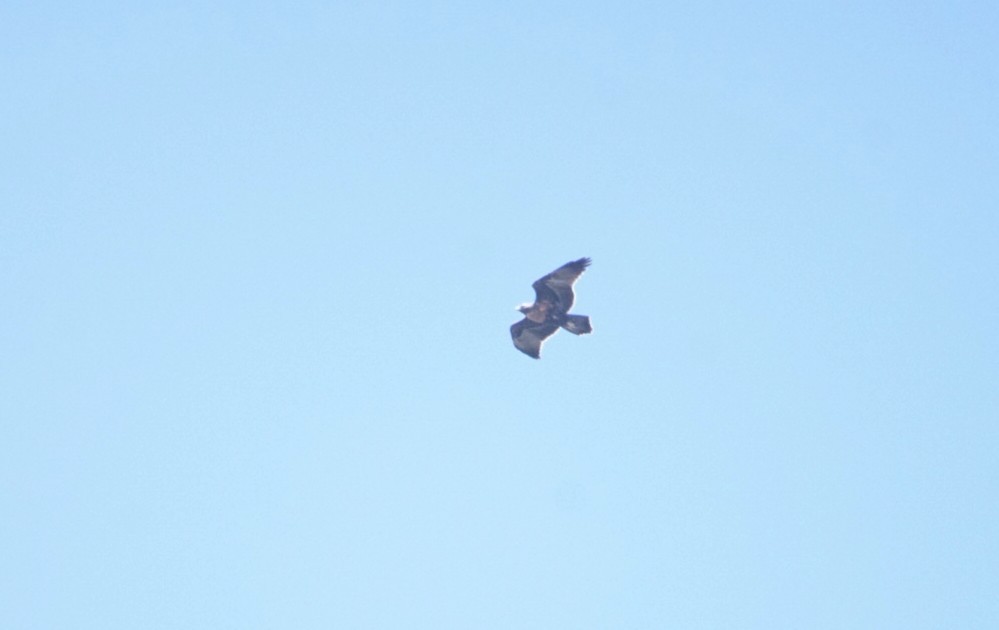 Black-chested Buzzard-Eagle - marcelo muñoz