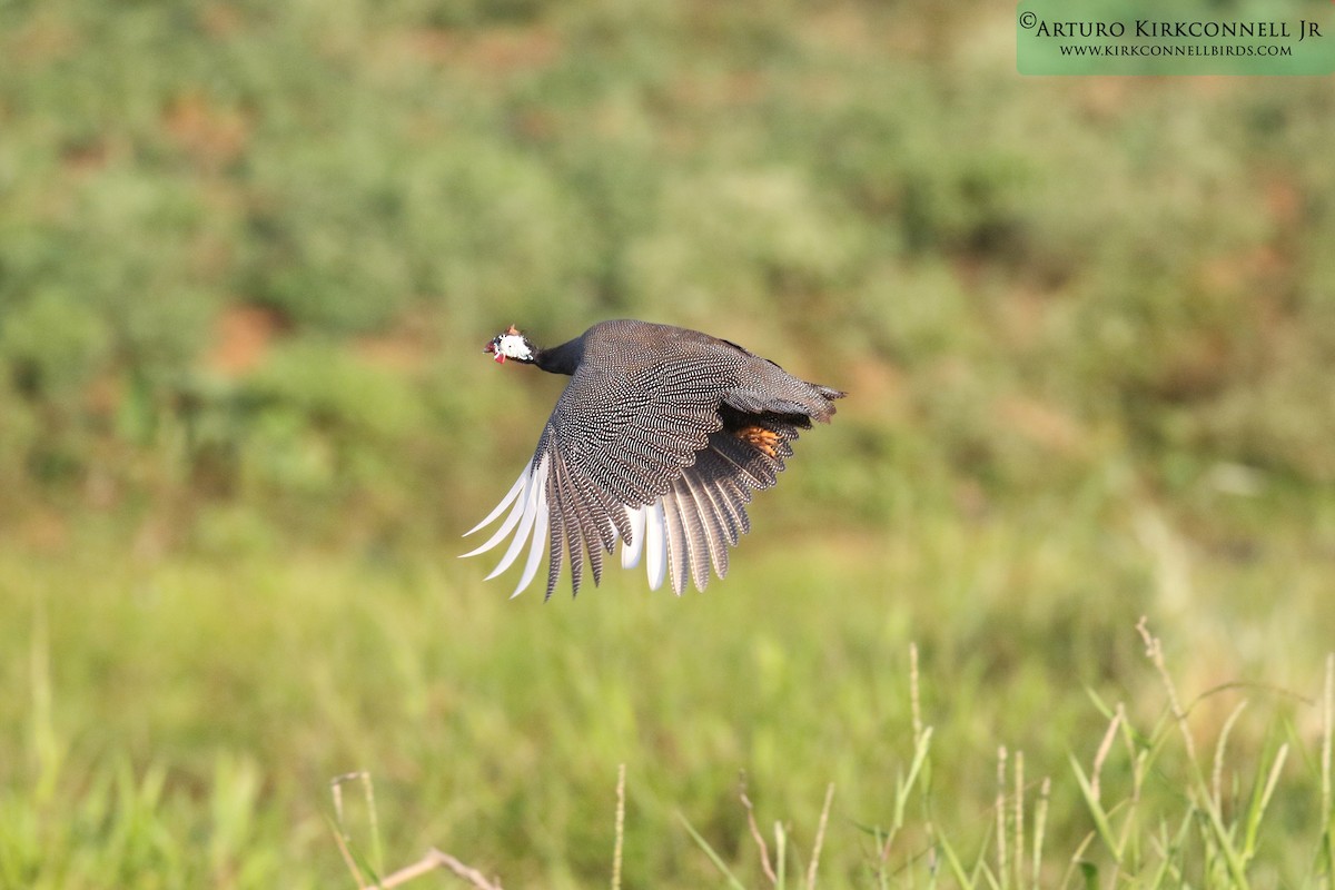 Helmeted Guineafowl (Domestic type) - ML86544431