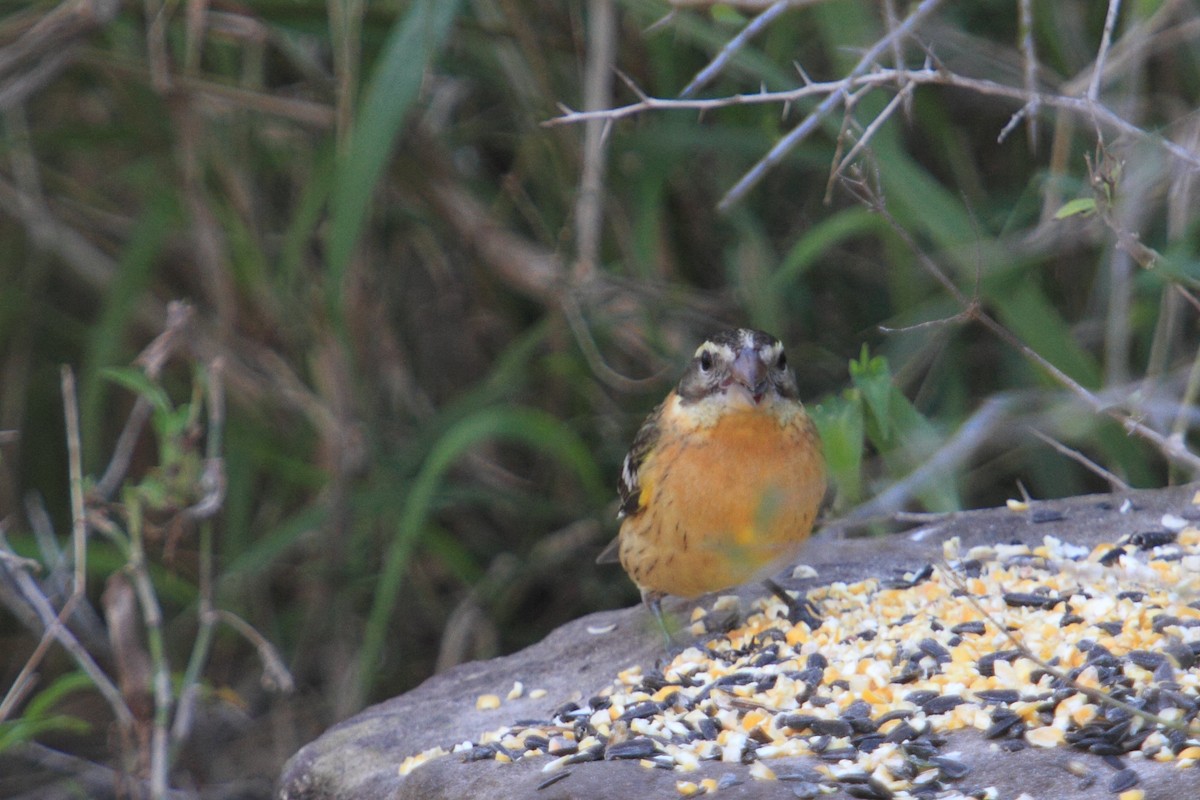 Cardinal à tête noire - ML86547281