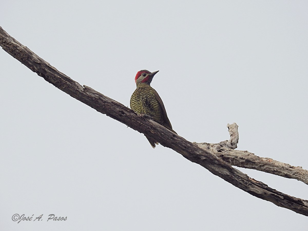 Golden-olive Woodpecker - ML86547341