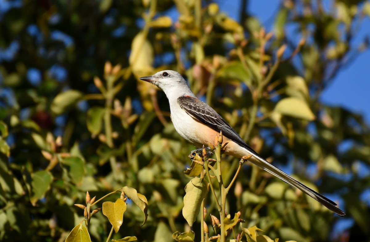 Scissor-tailed Flycatcher - Jason Vassallo