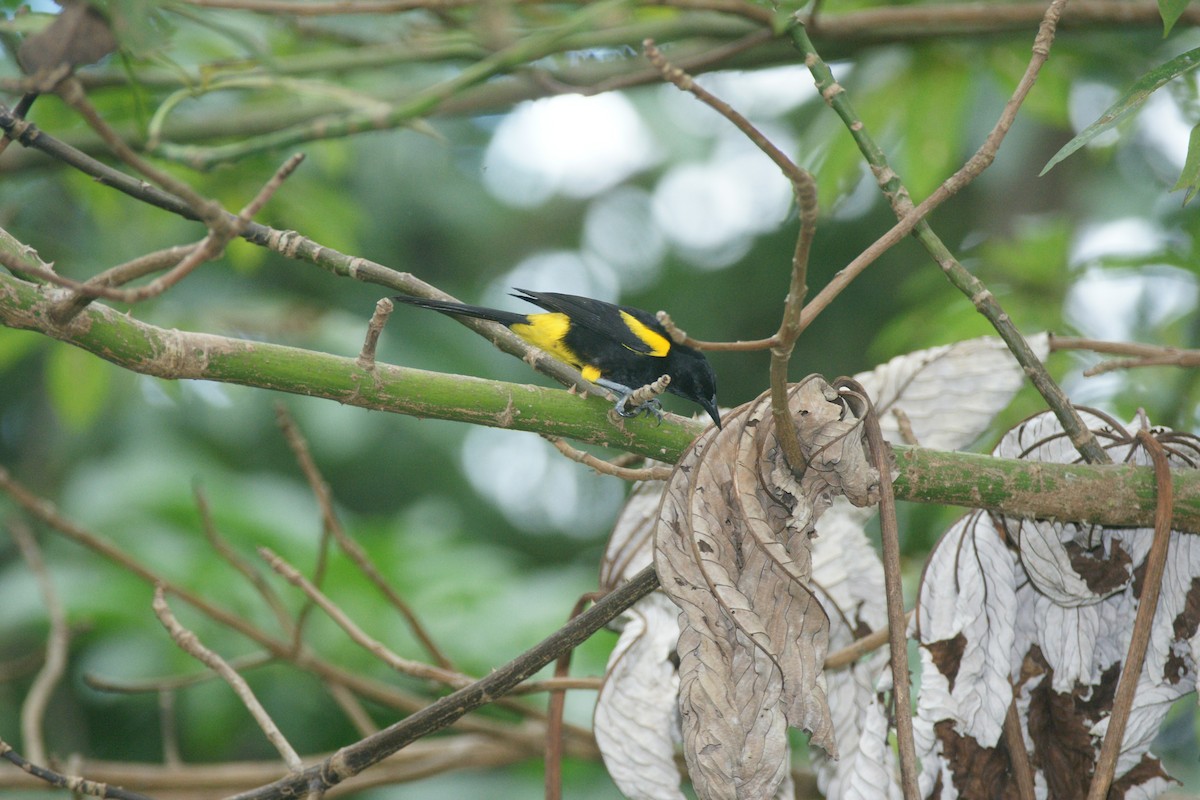 Puerto Rican Oriole - Nancy Cox