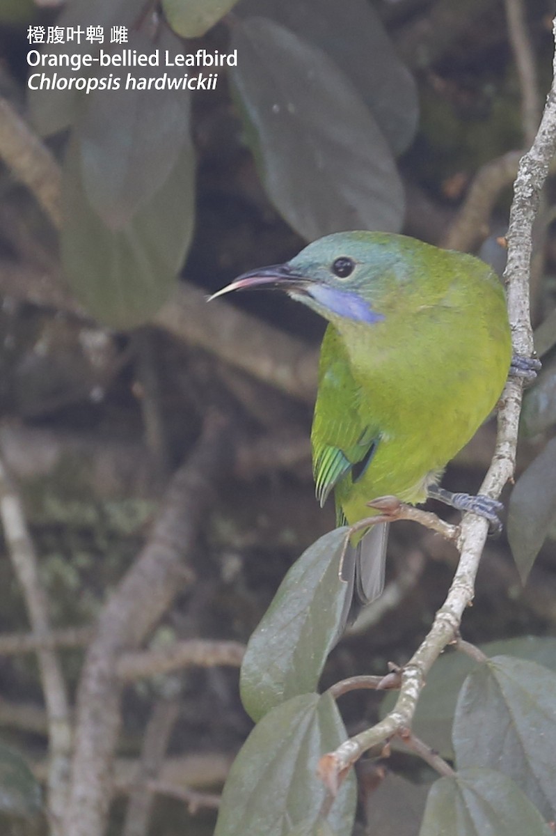 Orange-bellied Leafbird - ML86551561