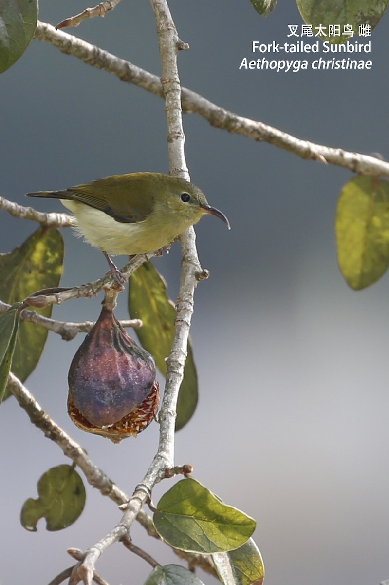 Fork-tailed Sunbird - ML86551641