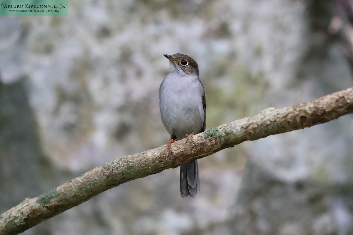 Cuban Solitaire - Arturo Kirkconnell Jr