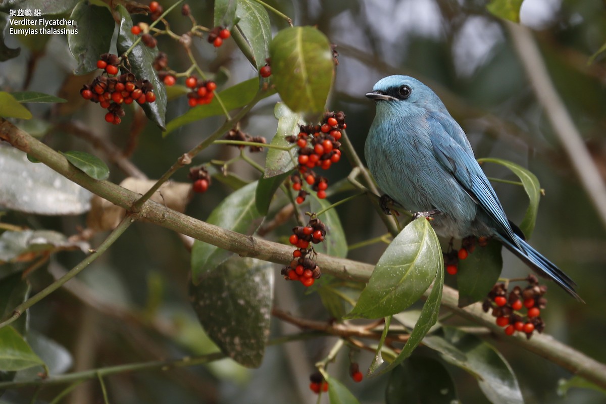 Verditer Flycatcher - ML86551871